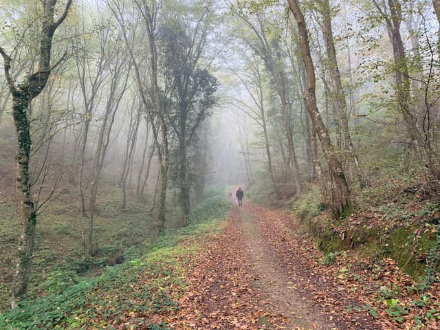 A pilgrim walks alone through a quiet forest on the Camino, one of many moments of reflection along the way